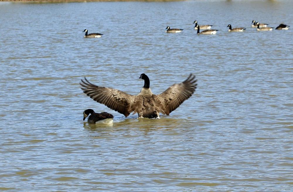 Goose Water Nature Birds Lake Goose Water Nature Birds Lake