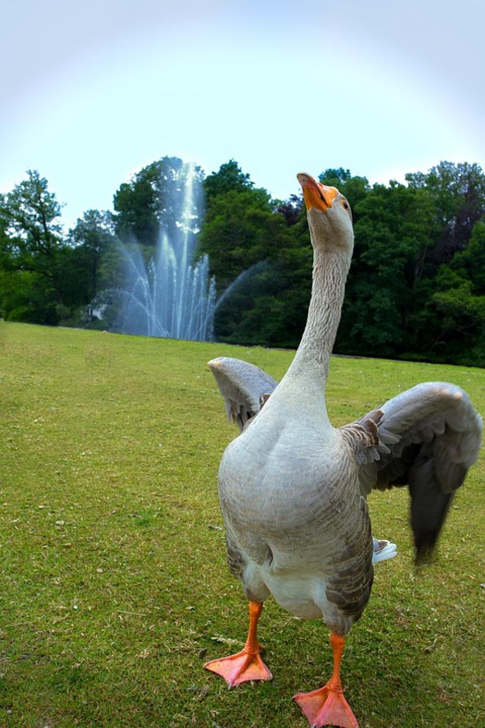 Goose Fountain Dancing Merry Goose Fountain Dancing Merry