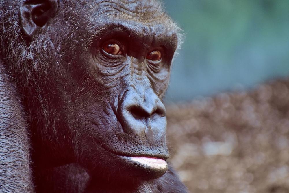 Gorilla Monkey Animal Furry Omnivore Portrait Gorilla Monkey Animal Furry Omnivore Portrait