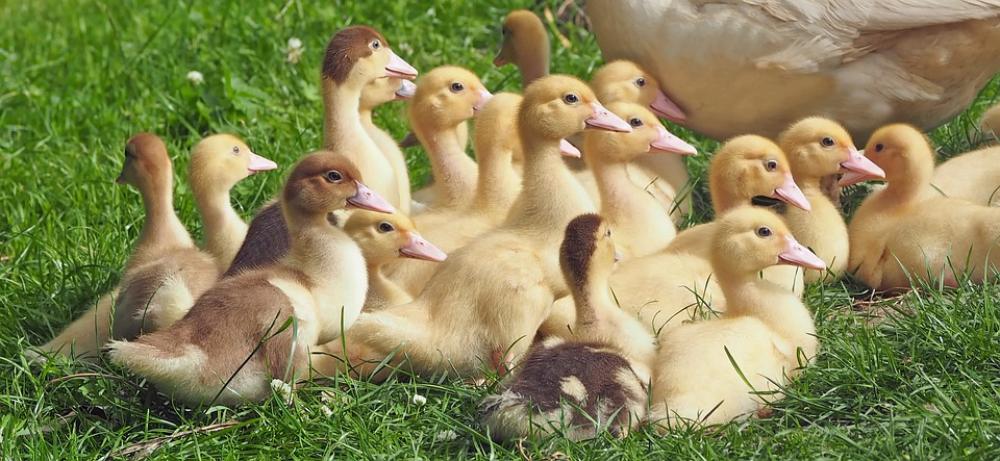 Goslings Chicks Goose Young Bird Plumage Goslings Chicks Goose Young Bird Plumage