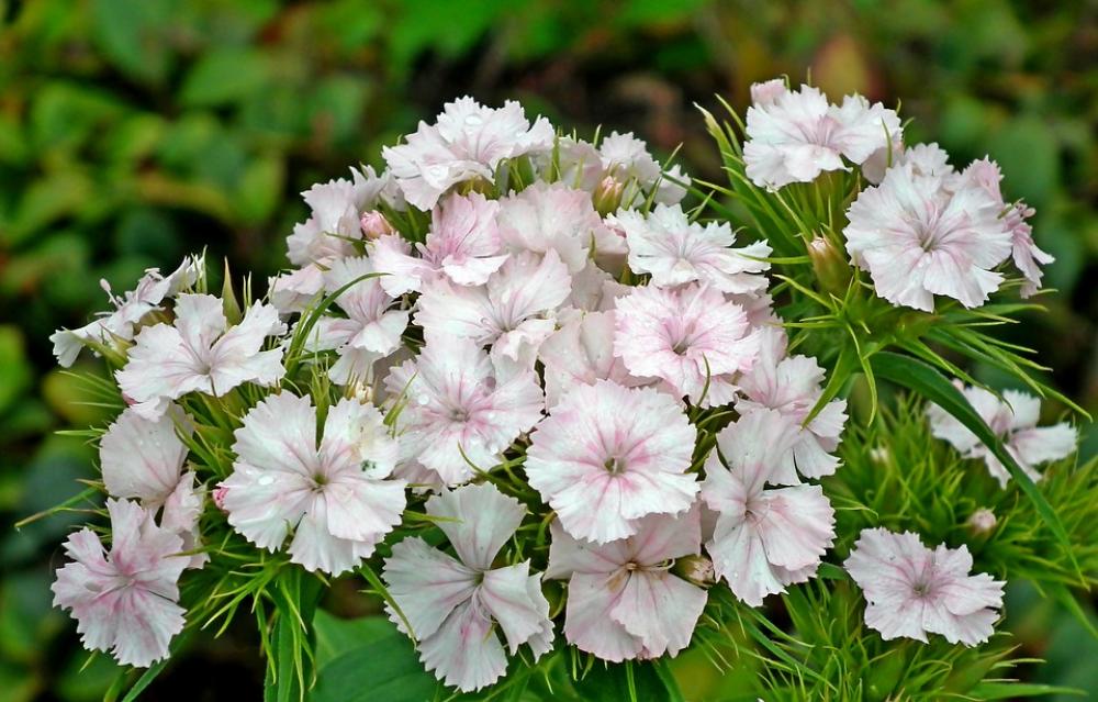 Gożdzik Stone Flower Garden Nature Closeup Summer Gożdzik Stone Flower Garden Nature Closeup Summer