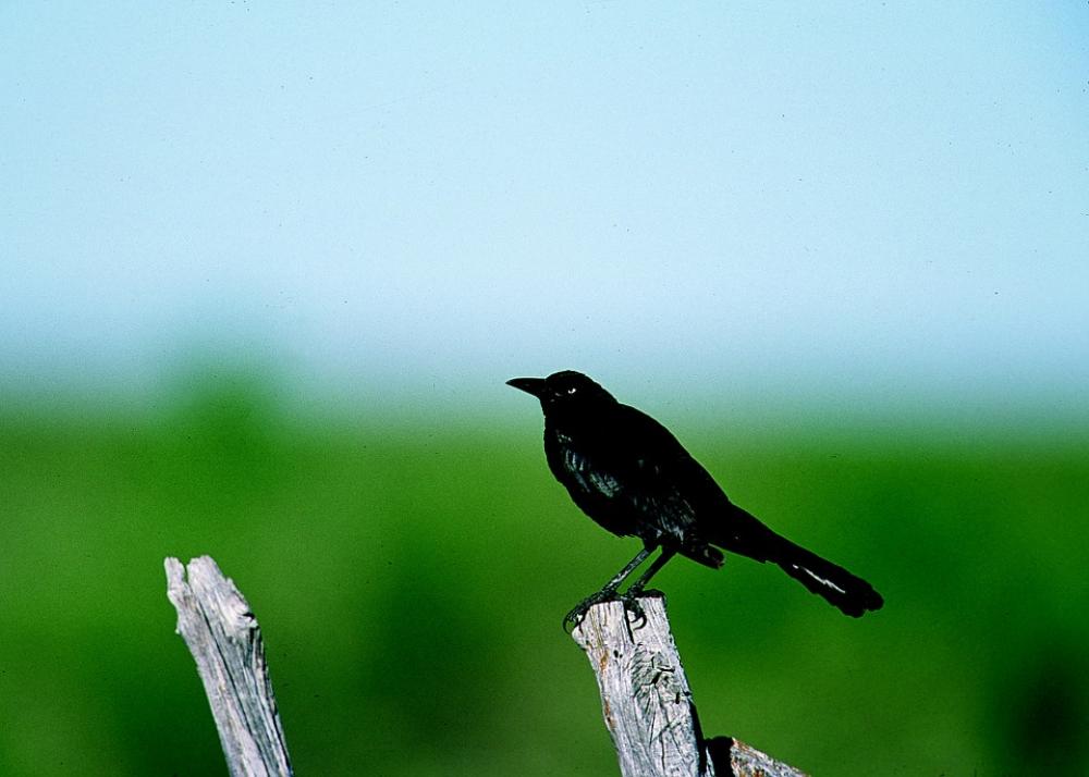 Grackle Bird Perched Post Wild Wildlife Nature Grackle Bird Perched Post Wild Wildlife Nature