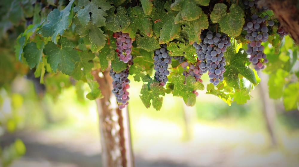 Grapes Fruit Food Ripe Vine Berries Grapes Fruit Food Ripe Vine Berries