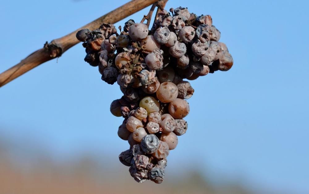 Grapes Over Ripe Noble Rot Grapevine Winegrowing Grapes Over Ripe Noble Rot Grapevine Winegrowing