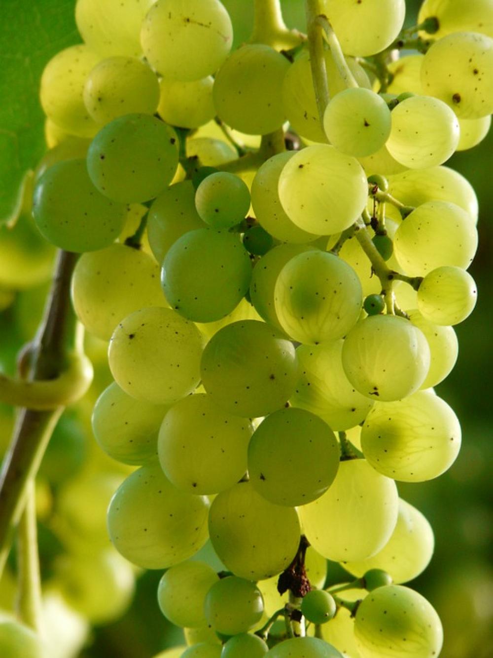 Grapes Wine Plant Plantation Winegrowing Green Grapes Wine Plant Plantation Winegrowing Green