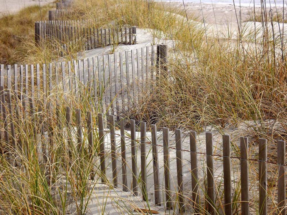 Grass Fence Sand Dunes Grasses Beach Grass Fence Sand Dunes Grasses Beach