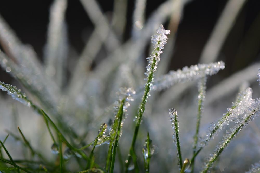 Grass Cold Winter Frozen Crystal Eiskristalle Ice Grass Cold Winter Frozen Crystal Eiskristalle Ice