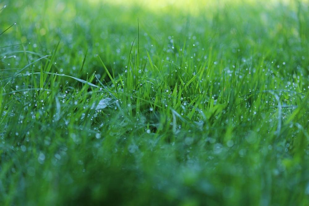 Grass Meadow Green Fresh Dew Morning Grass Meadow Green Fresh Dew Morning