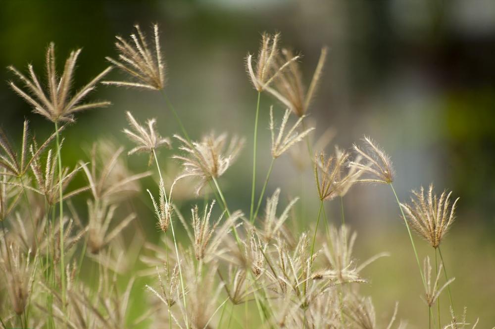 Grass Brown Nature Field Green Wild Autumn Grass Brown Nature Field Green Wild Autumn
