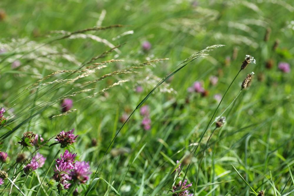Grass Field Meadow Nature Landscape Rural Sky Grass Field Meadow Nature Landscape Rural Sky