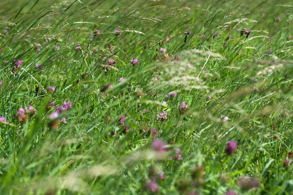 Grass Field Meadow Nature Landscape Rural Sky Grass Field Meadow Nature Landscape Rural Sky