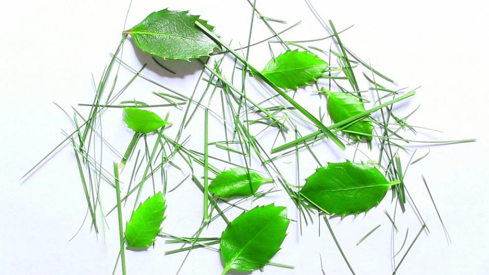 Grass Leaves Green Isolated Grass Leaves Green Isolated