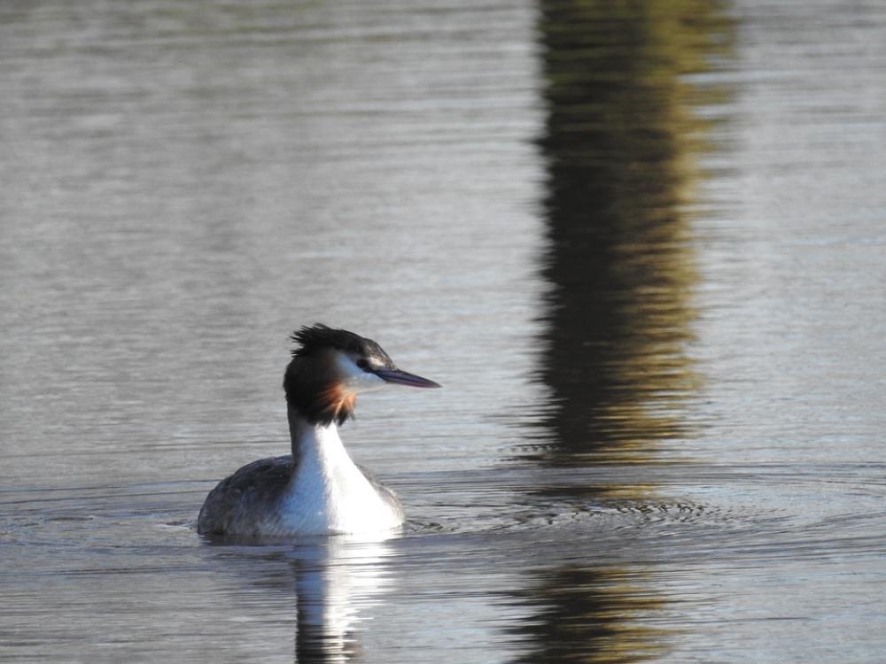 Grebe Waterbirds Bird Nature Water Birds Fauna Grebe Waterbirds Bird Nature Water Birds Fauna