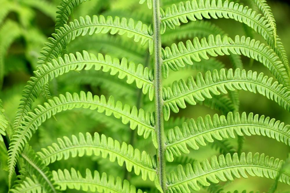 Green Fern Plant Leaves Flora Green Fern Plant Leaves Flora