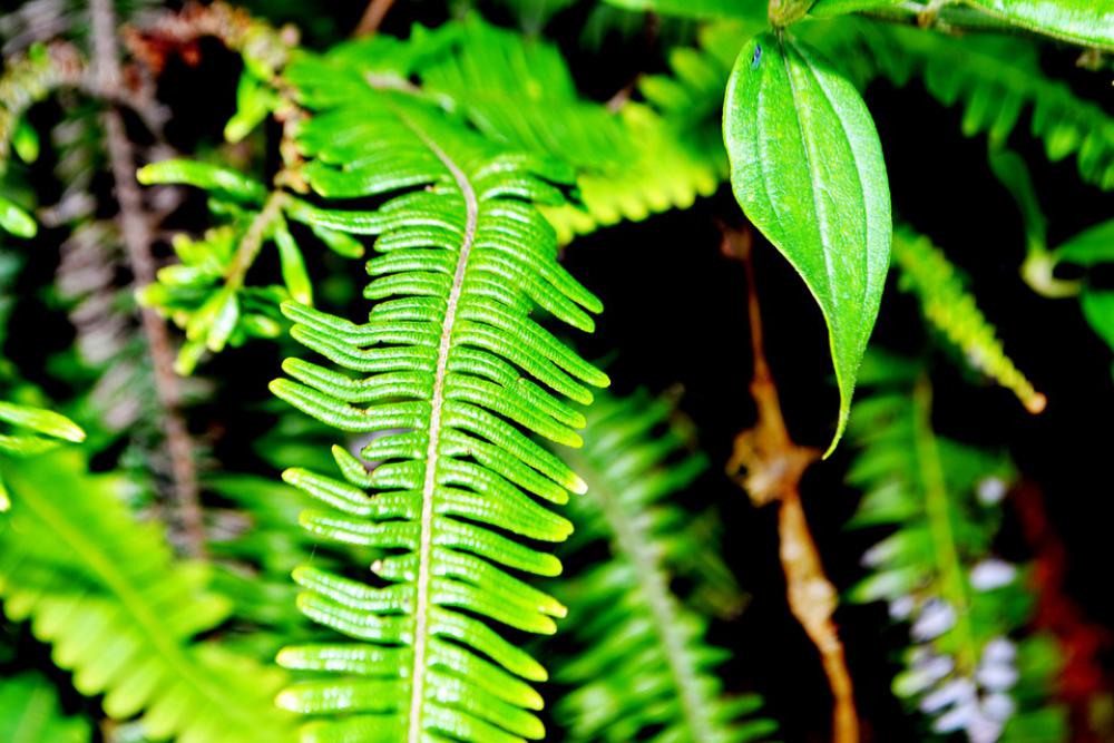 Green Plants Nature Leaves Grass Ecology Garden Green Plants Nature Leaves Grass Ecology Garden
