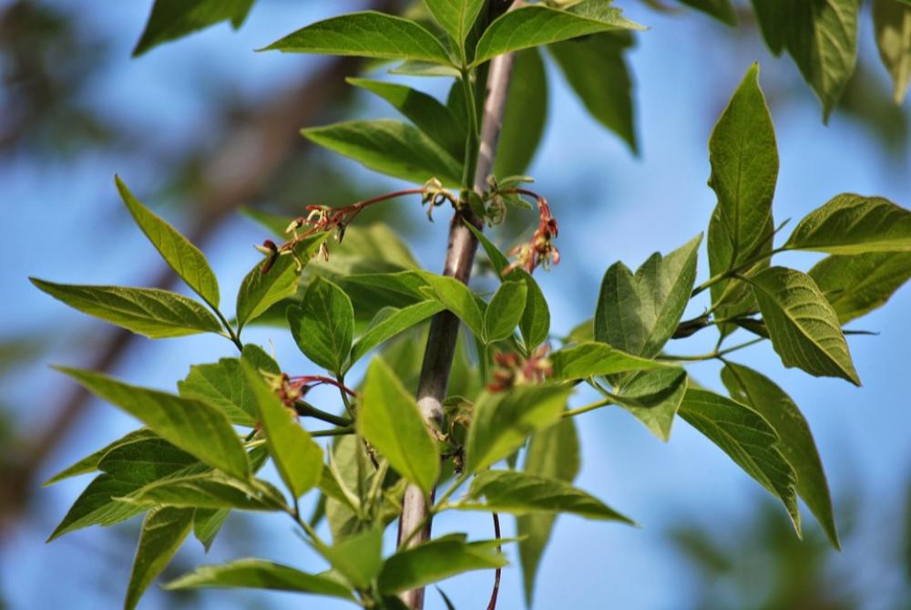 Green Foliage Tree Nature Sprig Plant Spring Green Foliage Tree Nature Sprig Plant Spring