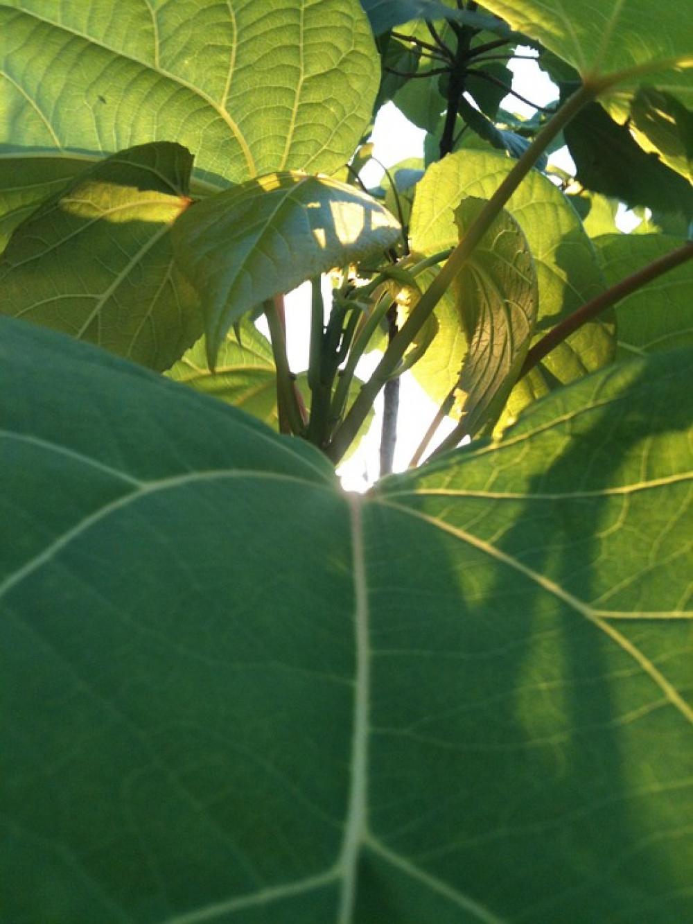 Green Leaf Sun Tree Nature Natural Plant Summer Green Leaf Sun Tree Nature Natural Plant Summer