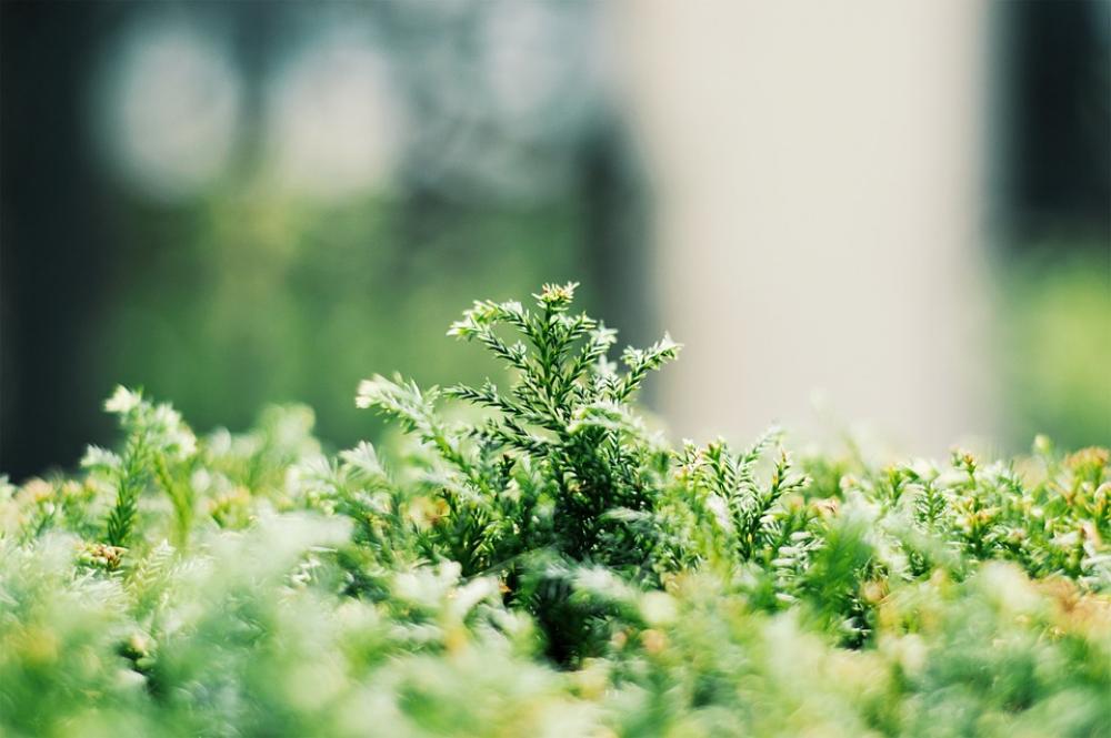 Green Plants Environment Summer Spring Natural Green Plants Environment Summer Spring Natural