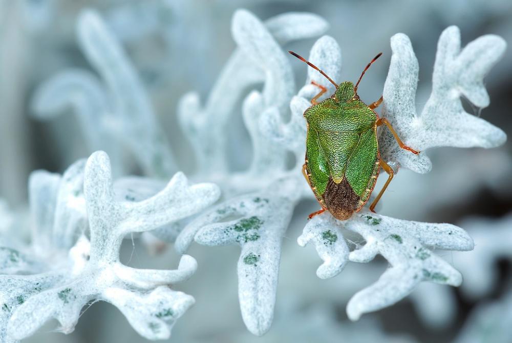 Green Stinkwanze Insect Nature Palomena Prasina Green Stinkwanze Insect Nature Palomena Prasina