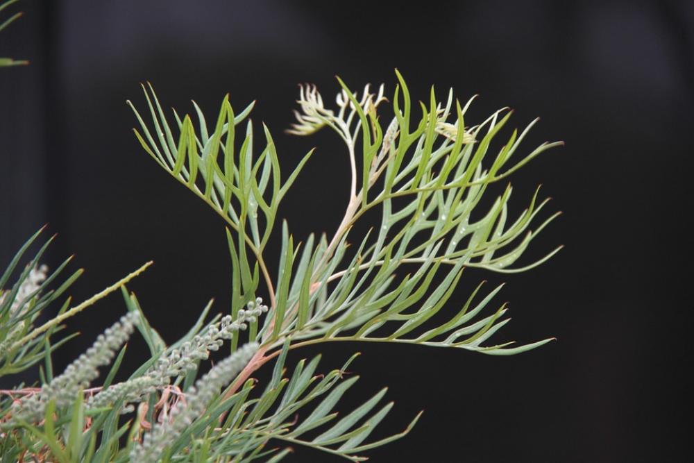Grevillia Leaf Leaves Green Garden Nature Spring Grevillia Leaf Leaves Green Garden Nature Spring