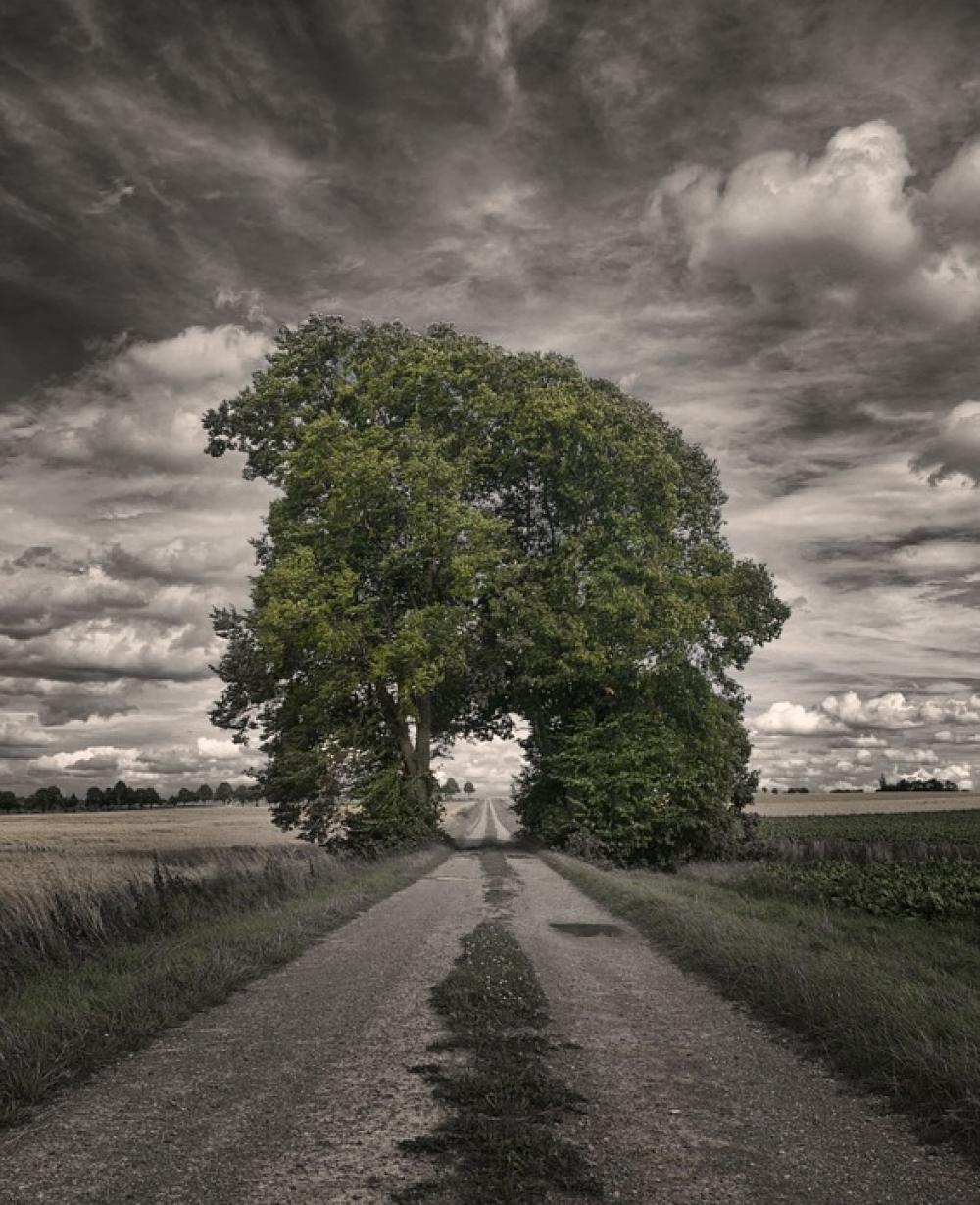 Grove Of Trees Away Tree Goal Mood Landscape Grove Of Trees Away Tree Goal Mood Landscape