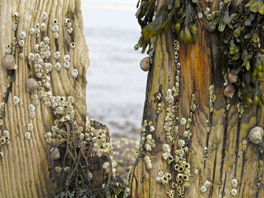 Groynes Sea Beach North Sea Barnacles Snails Groynes Sea Beach North Sea Barnacles Snails