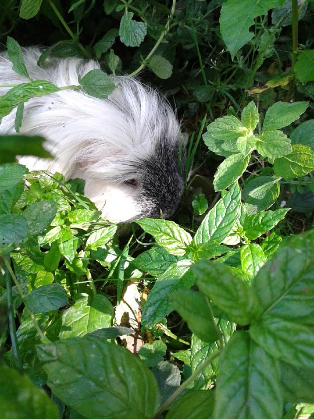 Guinea Pig Pet Hidden Grass Leaves Rodent Nager Guinea Pig Pet Hidden Grass Leaves Rodent Nager