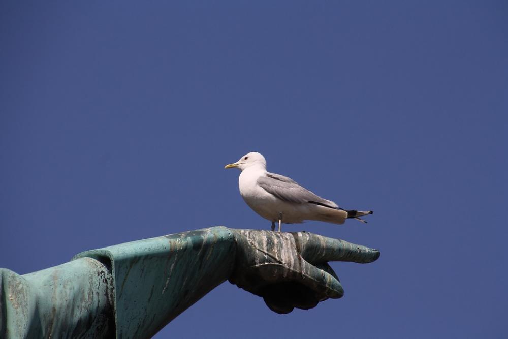 Gull Stockholm Summer Sky Scandinavia Travel Gull Stockholm Summer Sky Scandinavia Travel