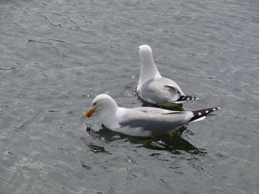 Gulls Sea Bird Water Bird Coast Wave Ocean Gulls Sea Bird Water Bird Coast Wave Ocean