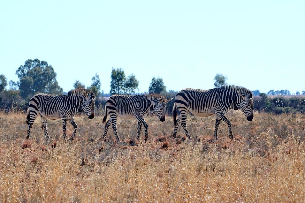 Hartmann'S Zebra Mountain Zebra Mammal Stripes Hartmann'S Zebra Mountain Zebra Mammal Stripes