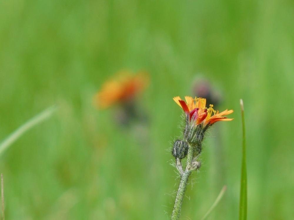 Hawkweed Garden Weeds Hawkweed Garden Weeds
