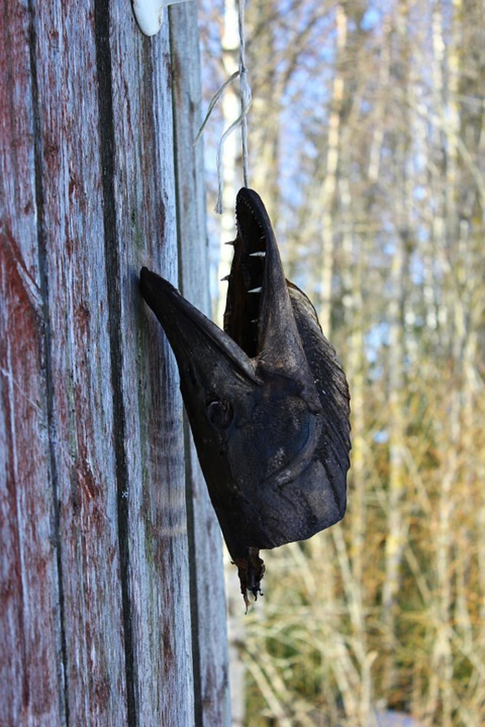 Head Nature Countryside Autumn Carcass Hanging Head Nature Countryside Autumn Carcass Hanging
