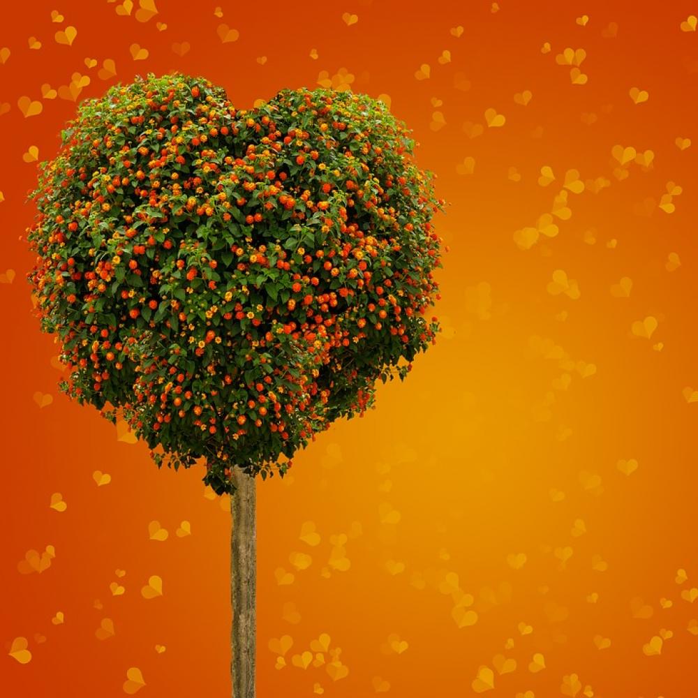 Heart Tree Love Romance Valentin Map Heart Tree Love Romance Valentin Map