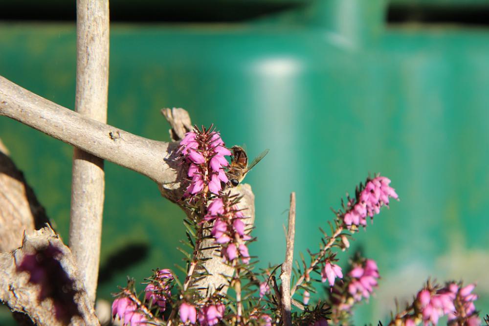 Heather Bee Insect Pollen Heather Bee Insect Pollen