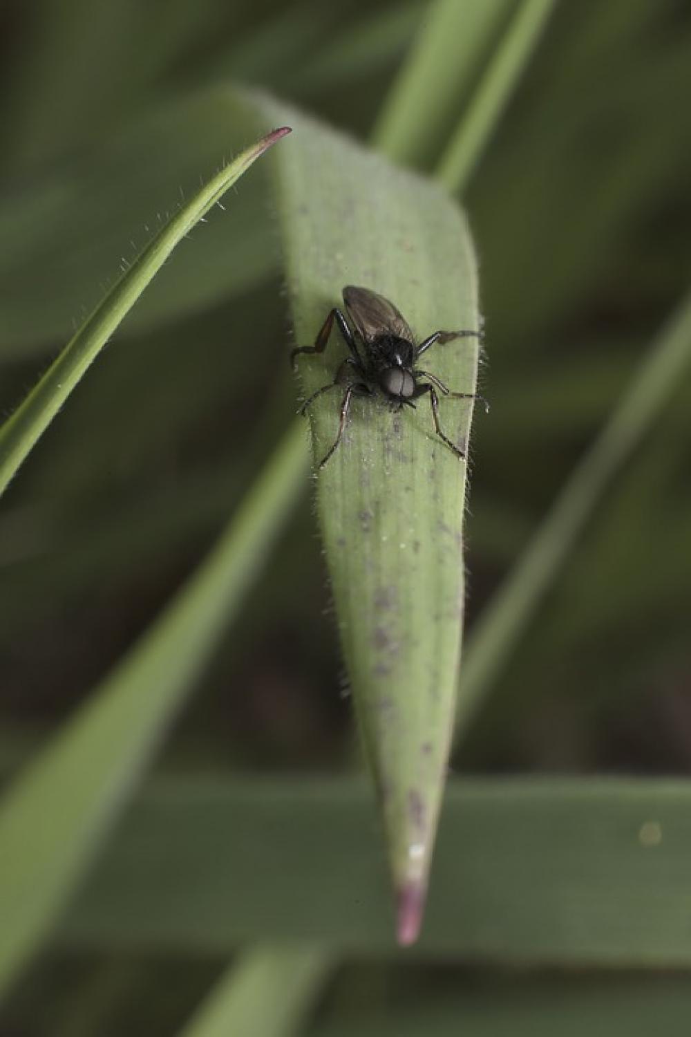 Herb Green Nature Grass Plant Flora The Fly Herb Green Nature Grass Plant Flora The Fly