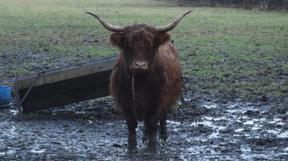 Highland Cows Scotland Winter Highland Cows Scotland Winter
