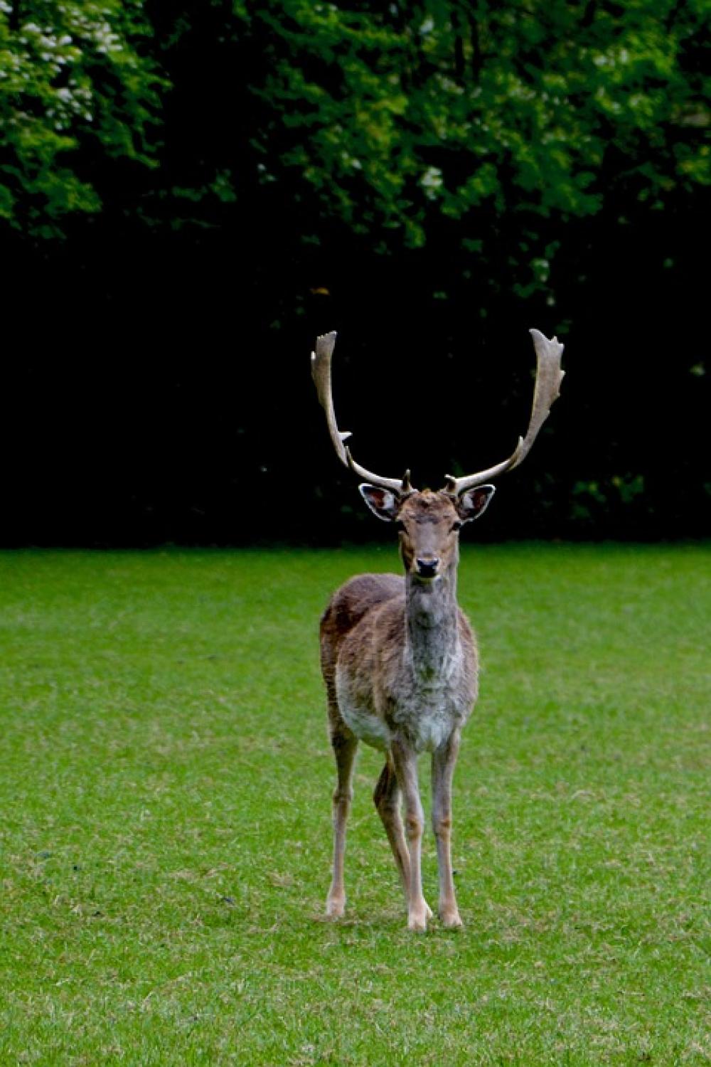 Hirsch Nature Allgäu Wild Animal Animal World Hirsch Nature Allgäu Wild Animal Animal World