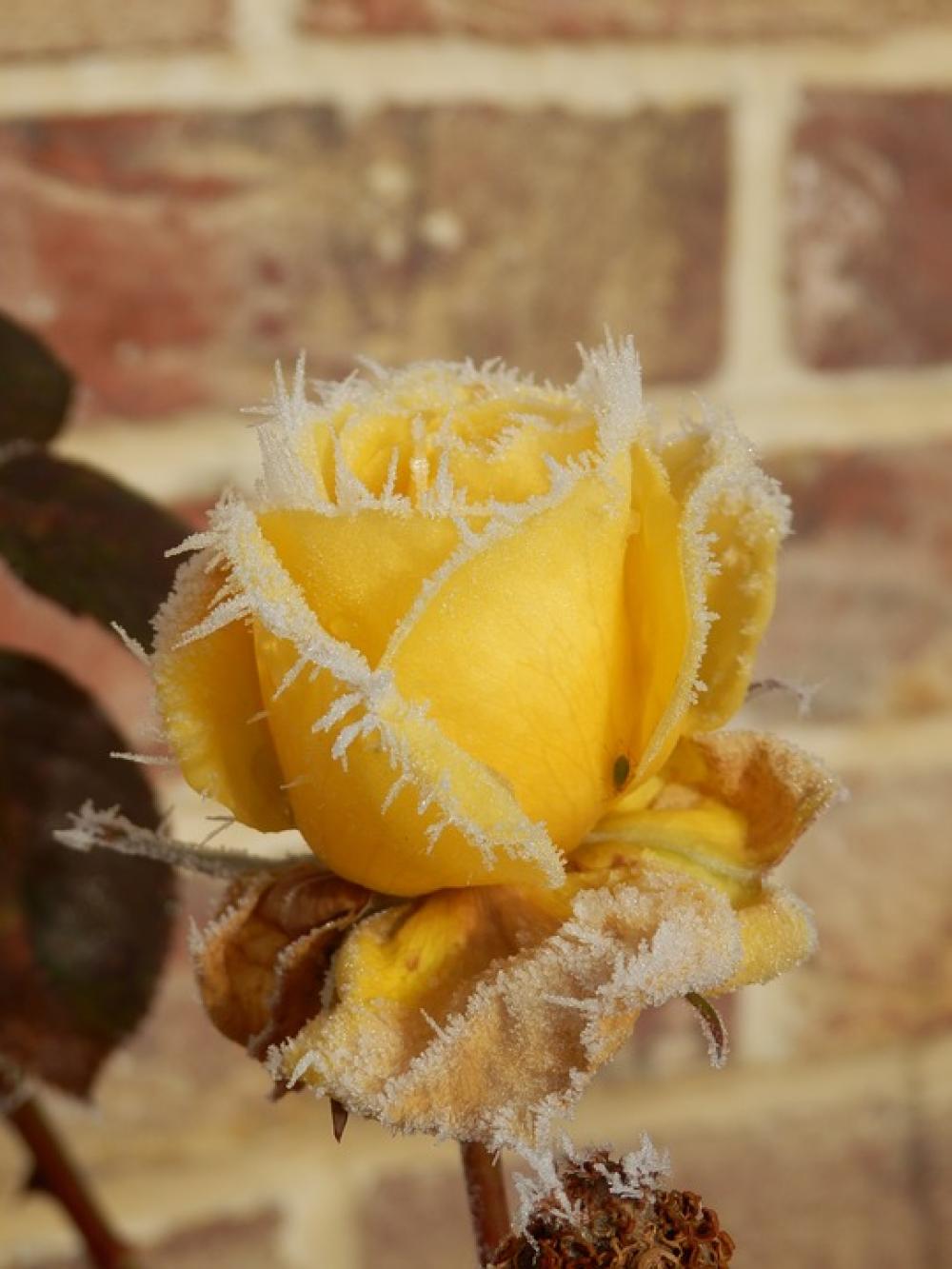 Hoarfrost Frost Winter Cold Season Ice Weather Hoarfrost Frost Winter Cold Season Ice Weather