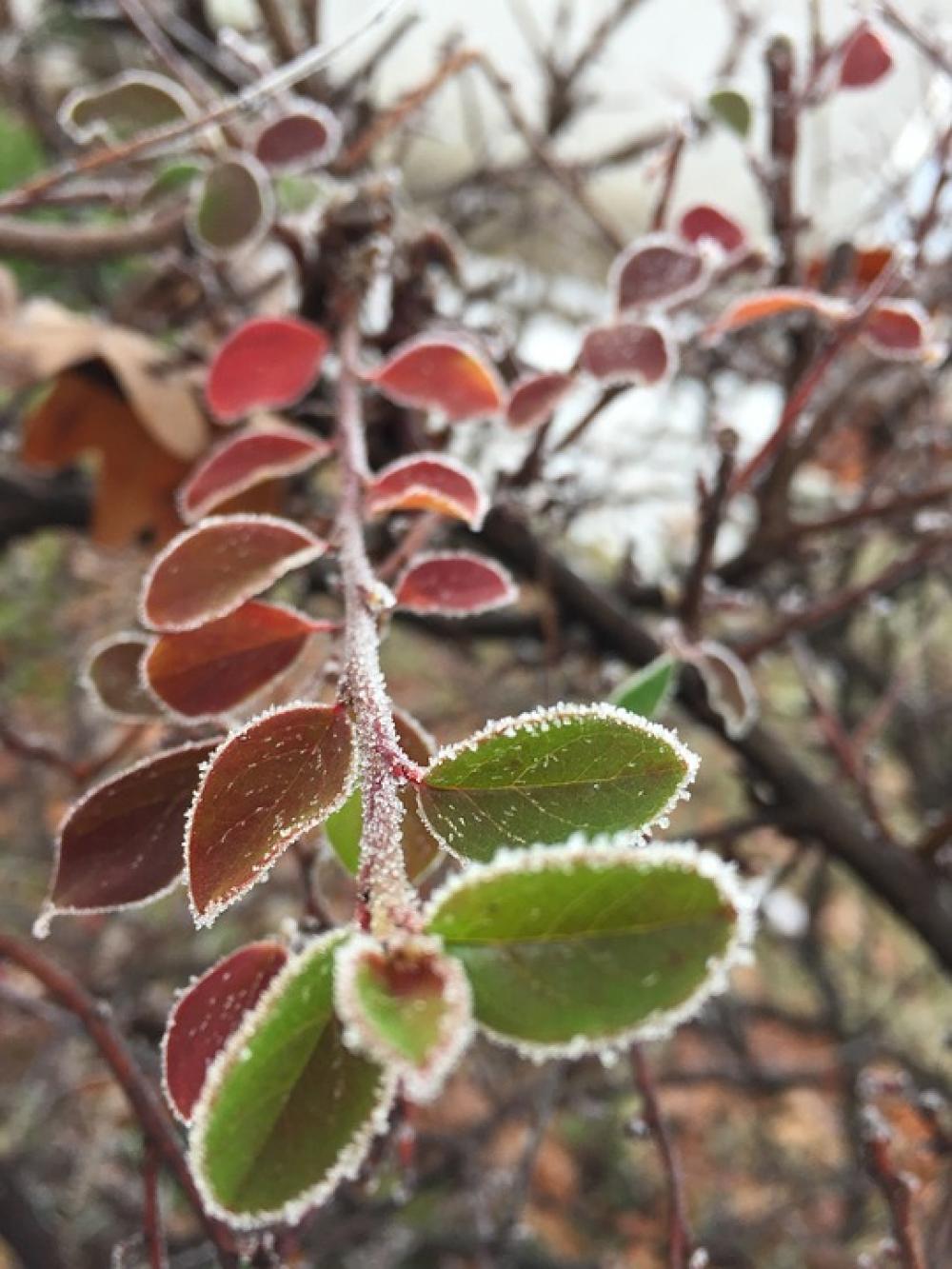 Hoarfrost Branch Winter Cold Frost Frozen Nature Hoarfrost Branch Winter Cold Frost Frozen Nature