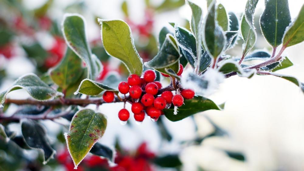 Holly Evergreen Advent Christmas Hoarfrost Frost Holly Evergreen Advent Christmas Hoarfrost Frost