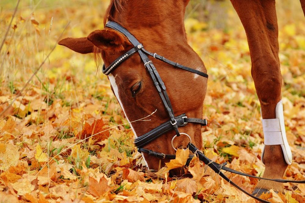 Horse Animal Ride Reiterhof Brown Coupling Meadow Horse Animal Ride Reiterhof Brown Coupling Meadow