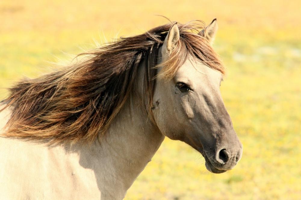Horse Pasture Nature Animals Horse Pasture Nature Animals