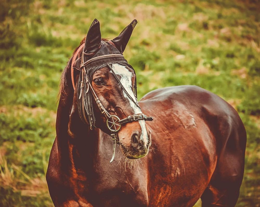 Horse Brown Animal Coupling Animal Portrait Horse Brown Animal Coupling Animal Portrait