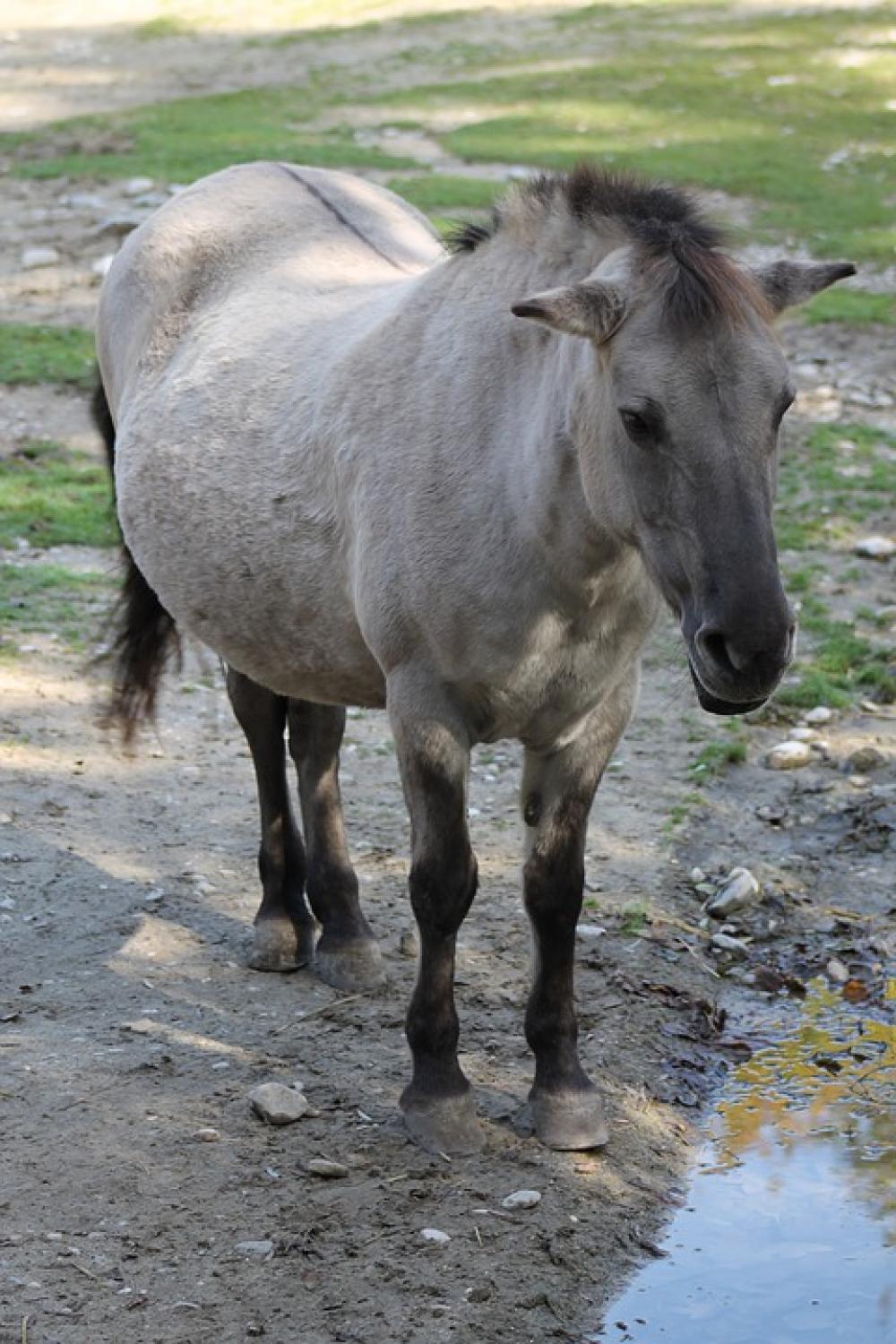 Horse Animal Zoo Mammals Urpferd Animal World Horse Animal Zoo Mammals Urpferd Animal World
