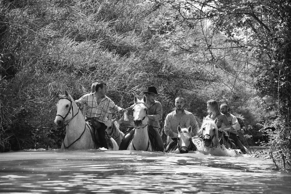 Horse Water Jumper Horseback Riding Animals Race Horse Water Jumper Horseback Riding Animals Race