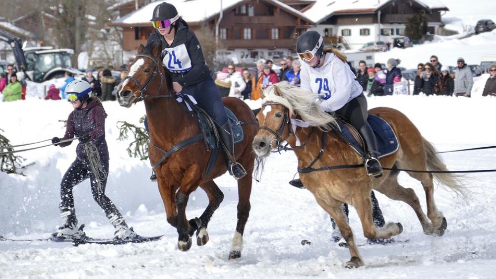 Horse Winter Snow Horses Nature Animal Horse Winter Snow Horses Nature Animal