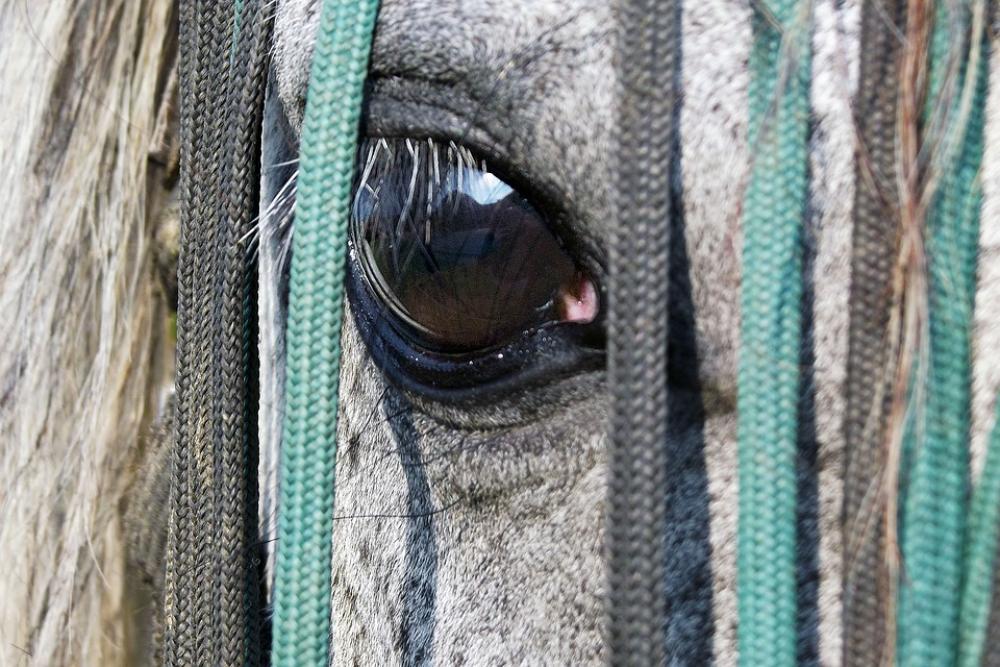 Horse Eye Saddle-Cloth View Algae White Head Horse Eye Saddle-Cloth View Algae White Head