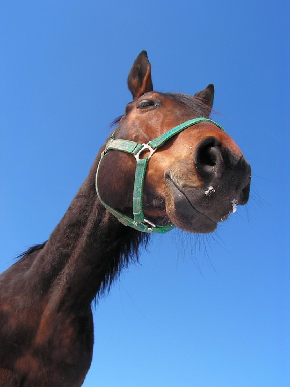 Horse Portrait Head Halter Nose Bay Heaven Horse Portrait Head Halter Nose Bay Heaven