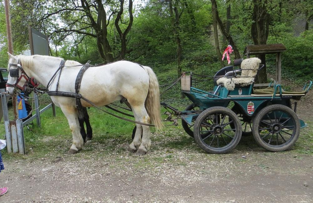 Horse-Drawn Carriage Horse Transport Nostalgia Horse-Drawn Carriage Horse Transport Nostalgia