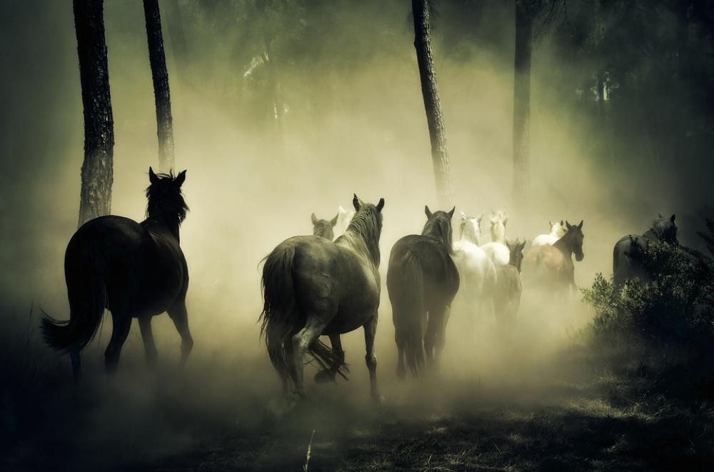 Horses Animals Wild Horses Nature Herd Of Horses Horses Animals Wild Horses Nature Herd Of Horses